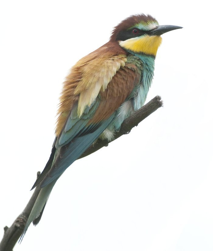 bijeneter
